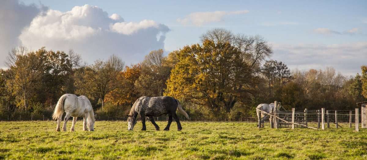 À cheval dans la Sarthe