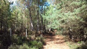 Espace naturel sensible de la Forêt départementale et communale de Brette-les-Pins