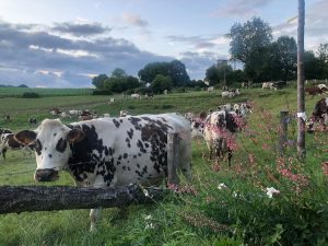 Gîte Le charme de la campagne et la vie à la ferme